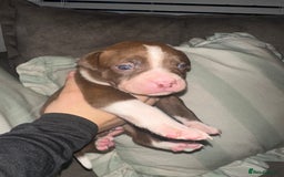 Mixed Breed dogs for sale: Olde English Bulldogge/Staffy bull Collie mix - Image 15