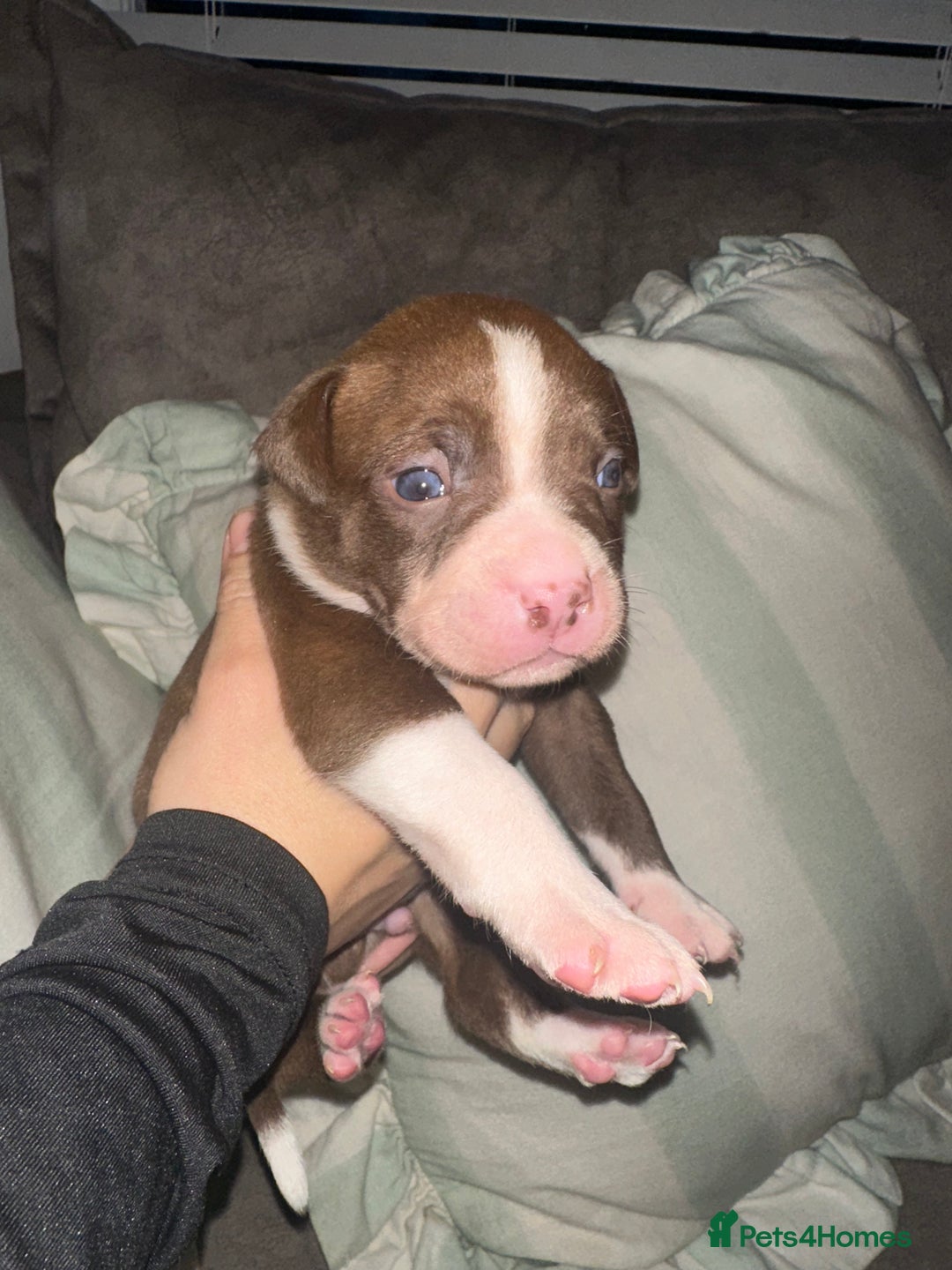 Mixed Breed dogs for sale: Olde English Bulldogge/Staffy bull Collie mix - Image 15