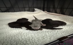 British Shorthair cats for sale: Rare black smoke British short hair kittens - Image 17