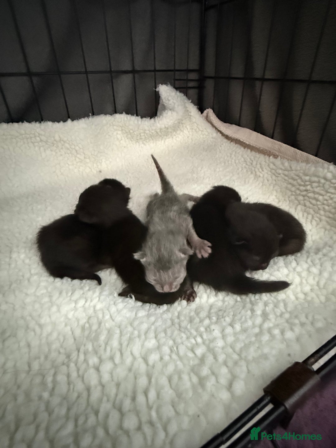 British Shorthair cats for sale: Rare black smoke British short hair kittens - Image 17