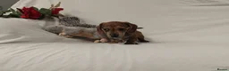 Miniature Dachshund dogs for sale: Stunning rare red brindle little girl kc reg  - Advert 2