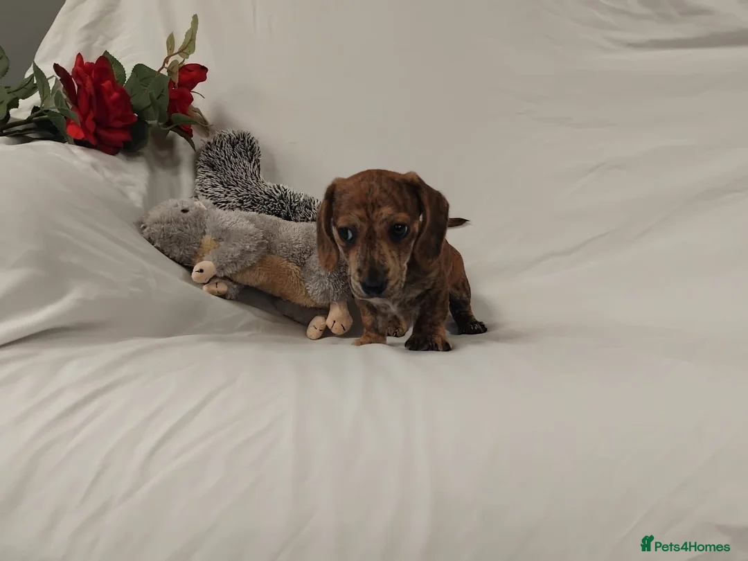 Miniature Dachshund dogs for sale: Stunning rare red brindle little girl kc reg  - Advert 2