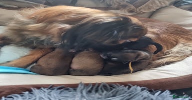 Shih Tzu dogs Shihtzu pupies. - Advert 15