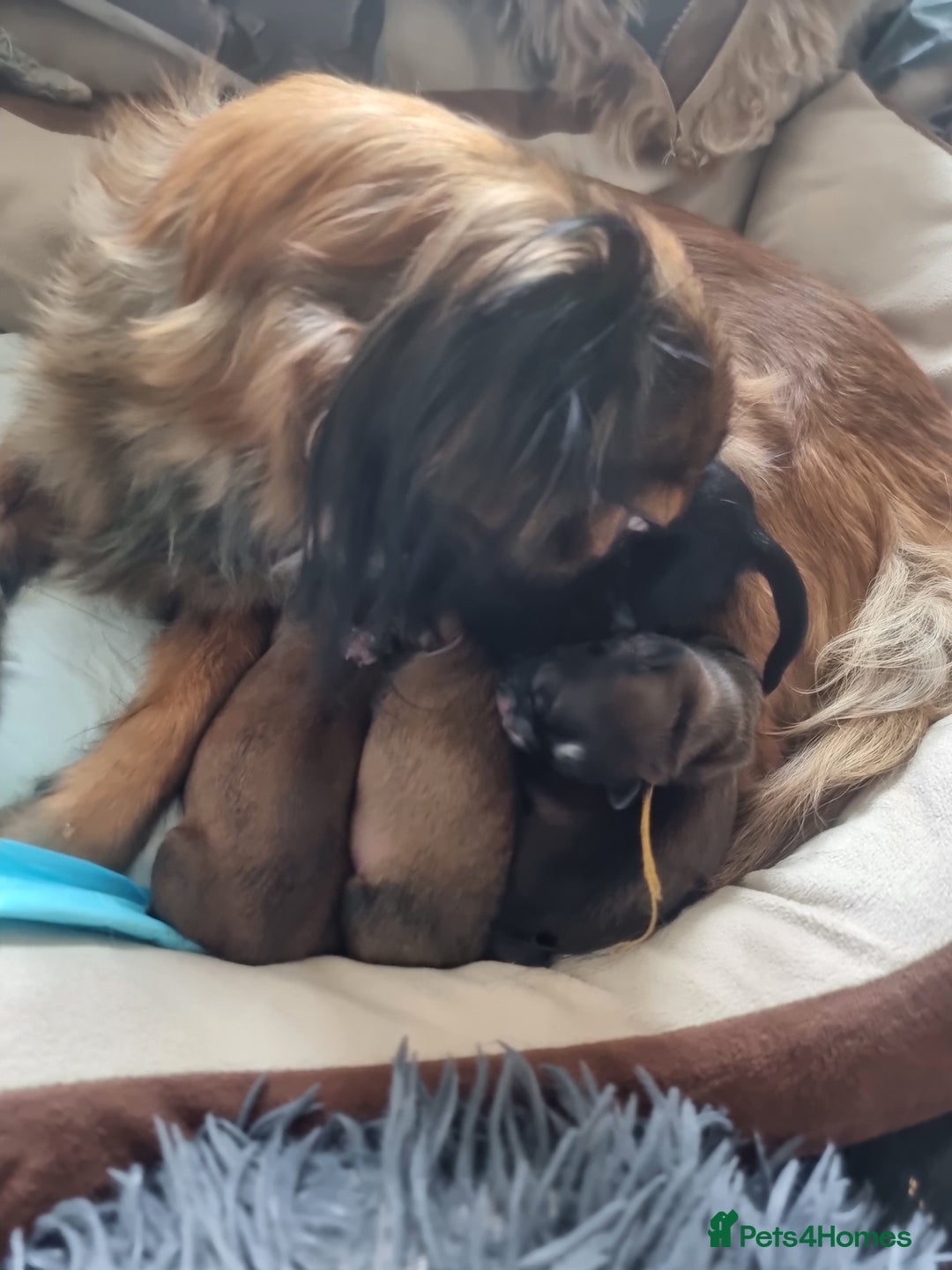 Shih Tzu dogs for sale: Shihtzu pupies. - Image 19