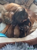 Shih Tzu dogs Shihtzu pupies. - Advert 5