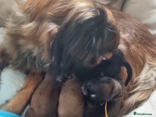 Shih Tzu dogs Shihtzu pupies. - Advert 5