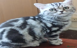 British Shorthair cats for sale: BSH.Silver Classic Tabby.ACTIVE. - Image 1