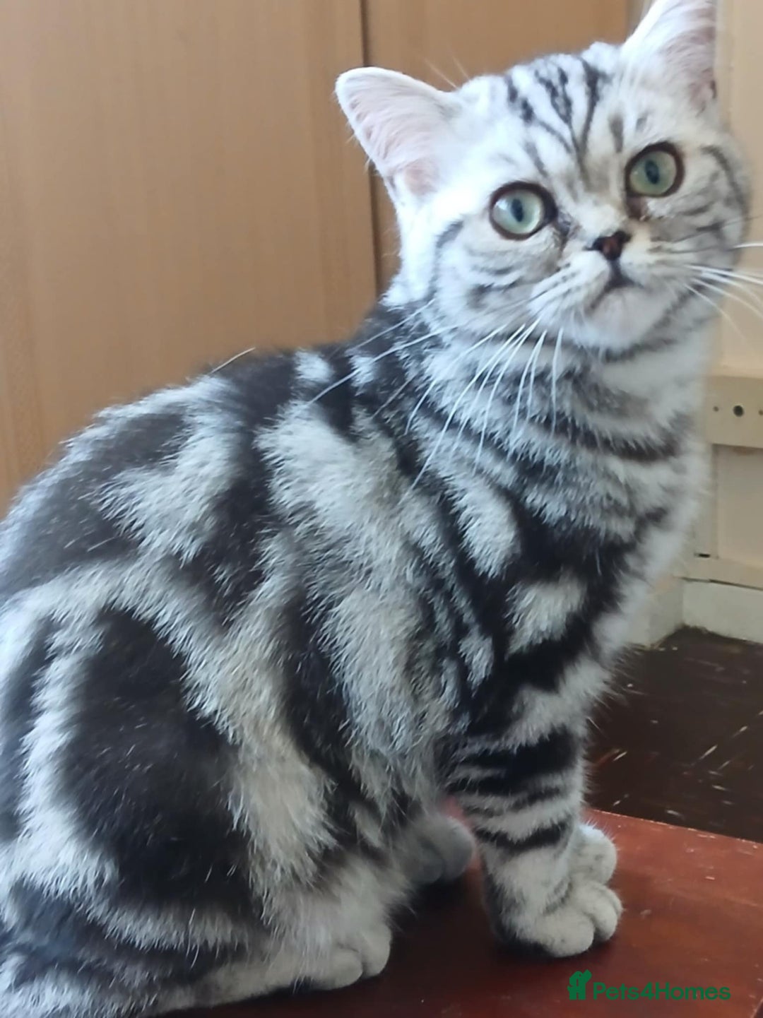 British Shorthair cats for sale: BSH.Silver Classic Tabby.ACTIVE. - Image 1