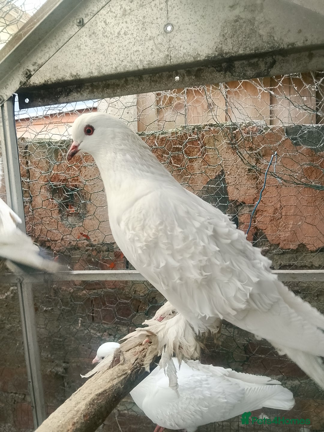 Pigeons birds for sale: Pigeon for sale - Advert 25