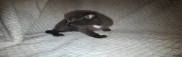 Mixed Breed cats for sale: 5 beautiful kittens  - Advert 17