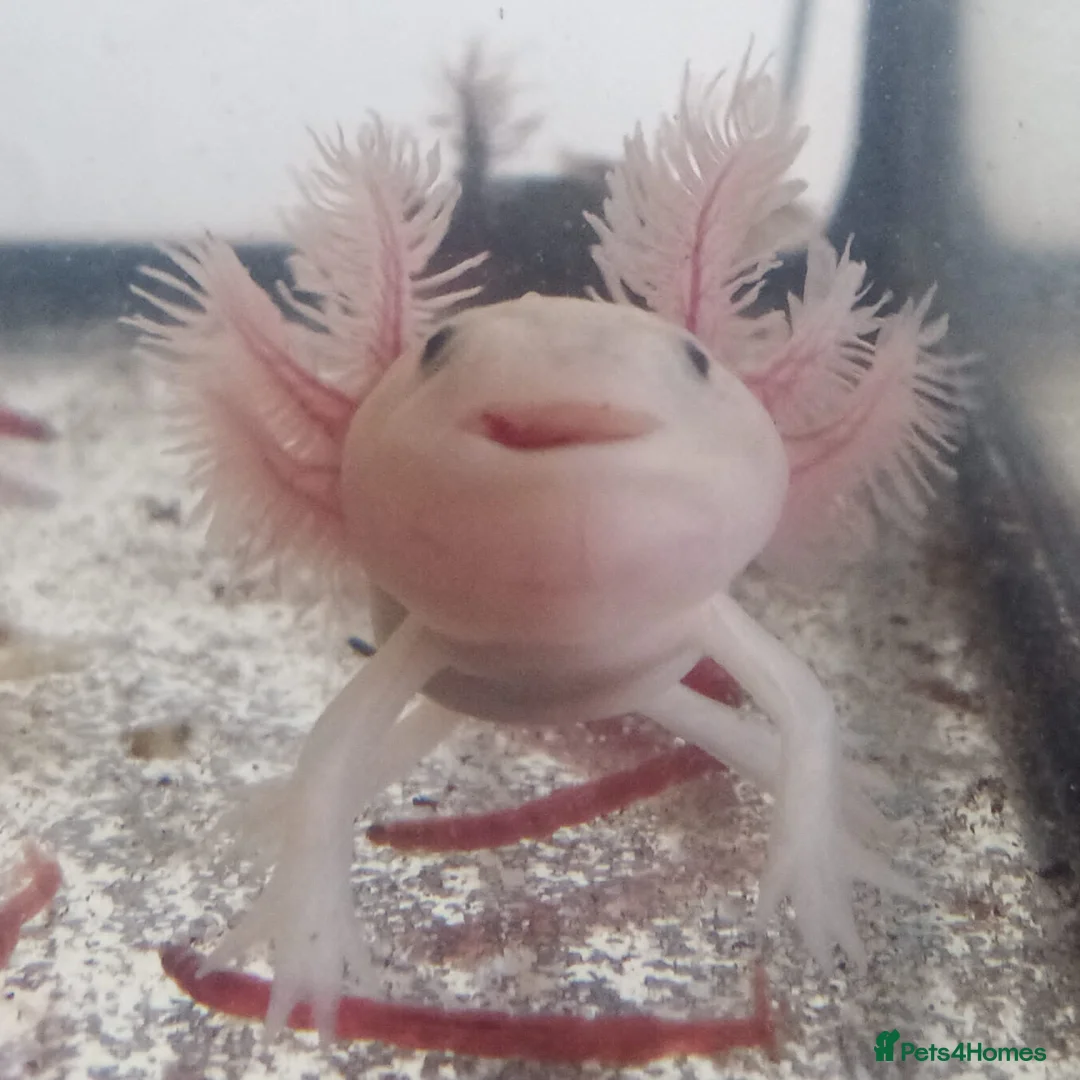 Axolotl reptiles for sale: Axolotls For Sale in Lymington - Advert 6