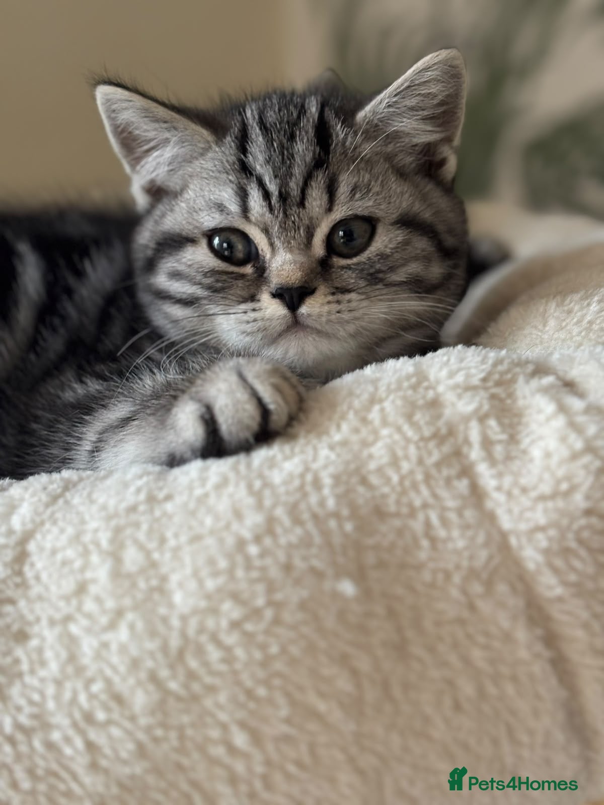 British Shorthair cats  Black silver tabby British shorthair kittens  - Advert 1