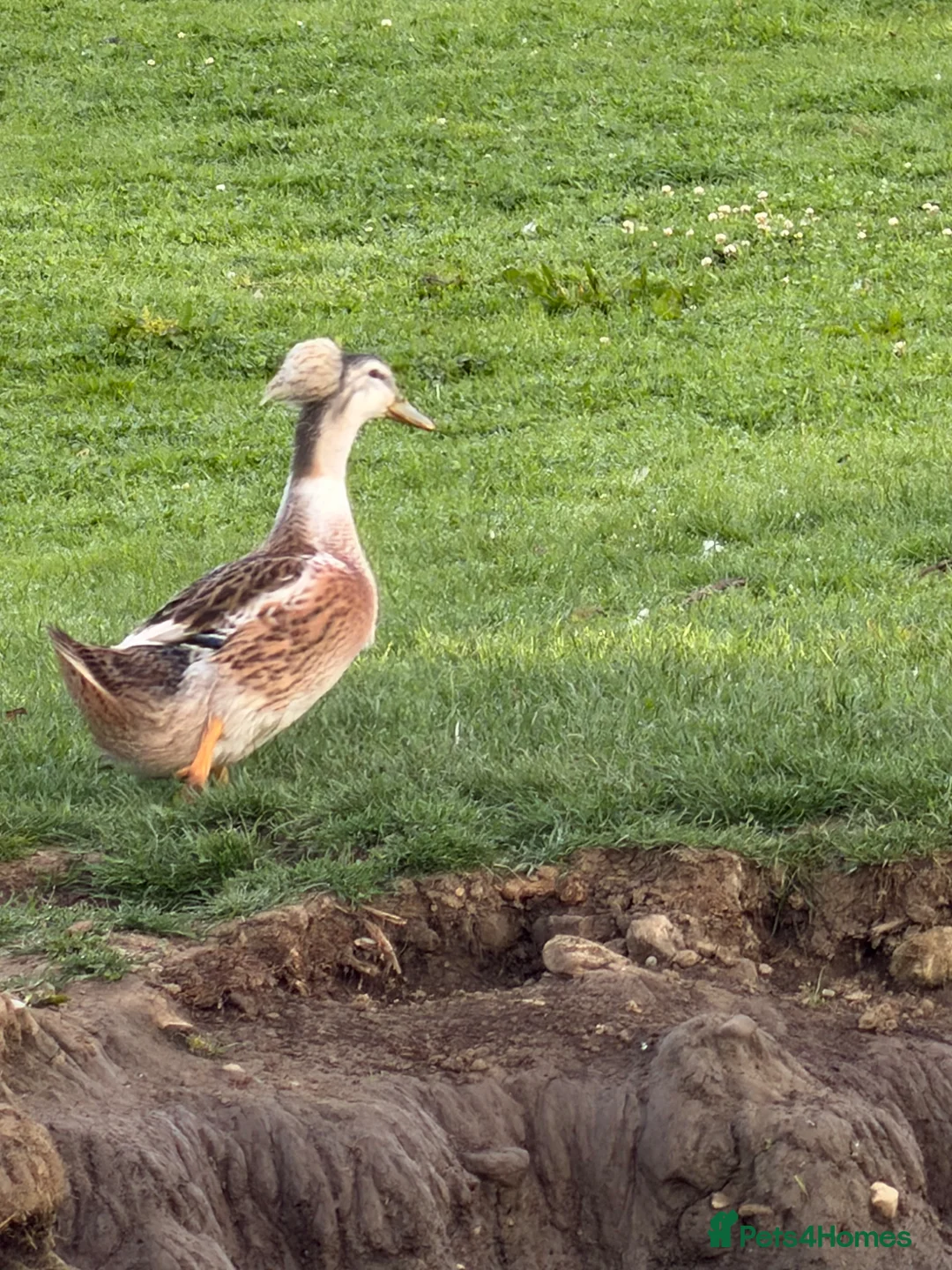 Ducks poultry for sale: Silver Appleyard LF - Advert 2