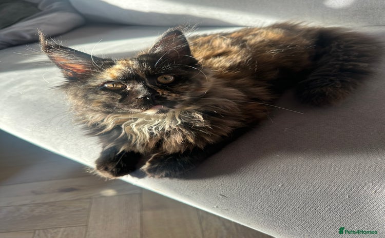 Maine Coon cats - Advert 7