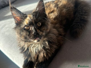 Maine Coon cats TICA registered Maine Coon kittens - Advert 17