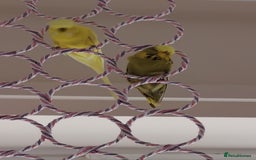 Budgerigars birds for sale: Hen and male English budgies  - Image 2