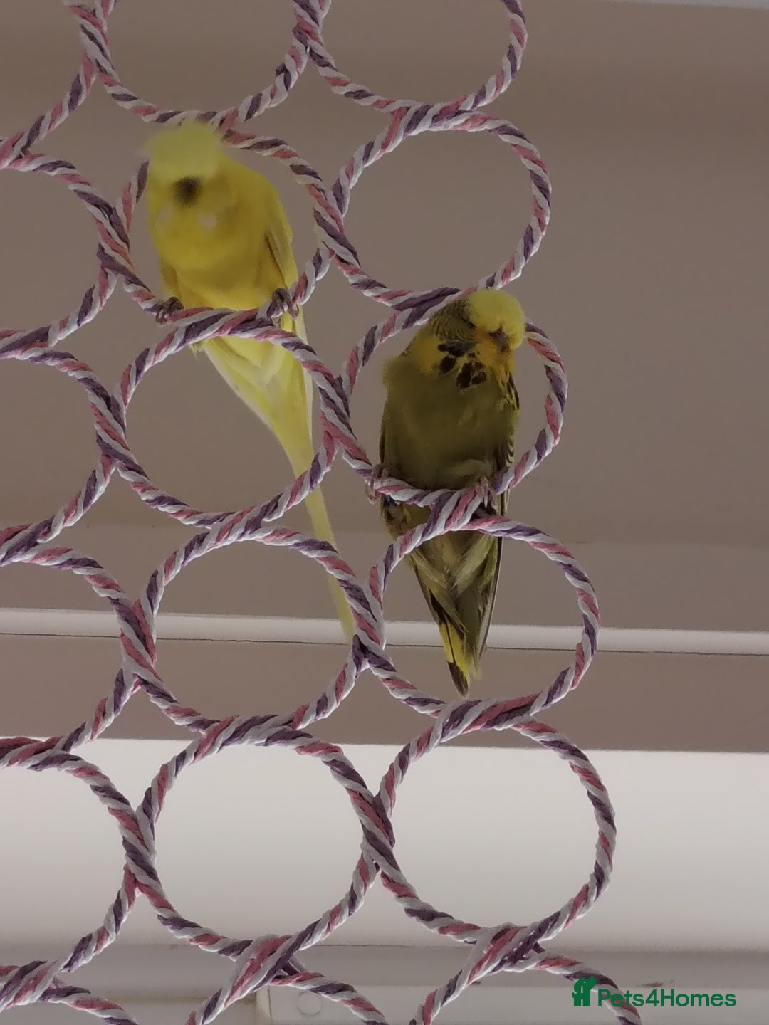 Budgerigars birds for sale: Hen and male English budgies  - Image 2