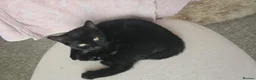 Mixed Breed cats for sale: Beautiful black mixed breed female kitten  - Advert 6