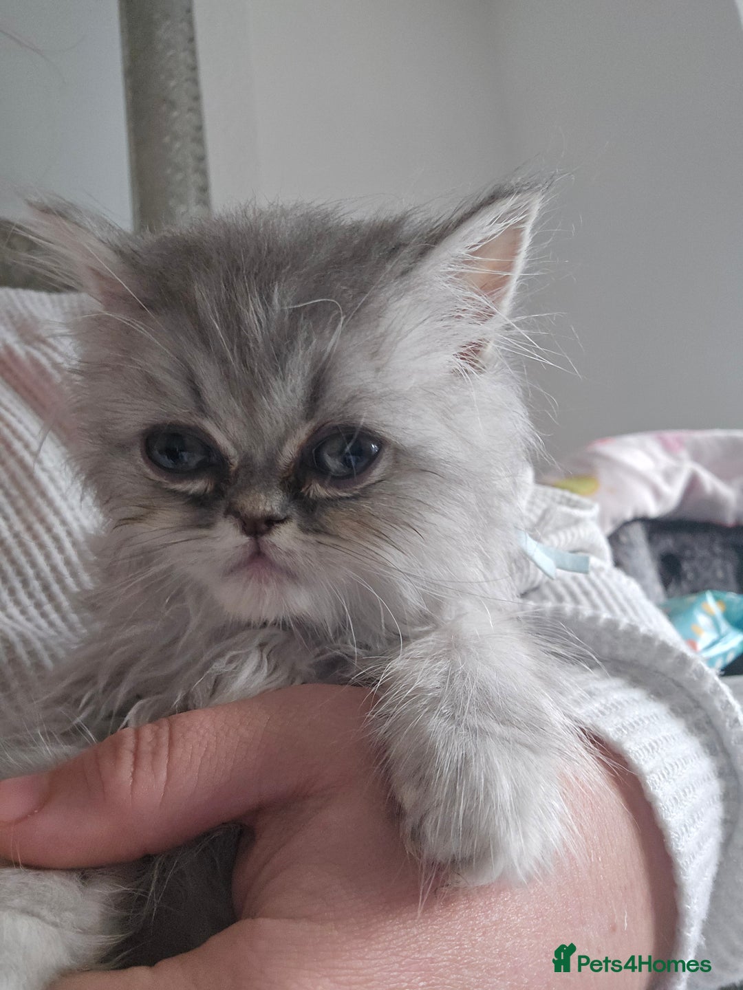 Persian cats for sale: Persians  - Image 19