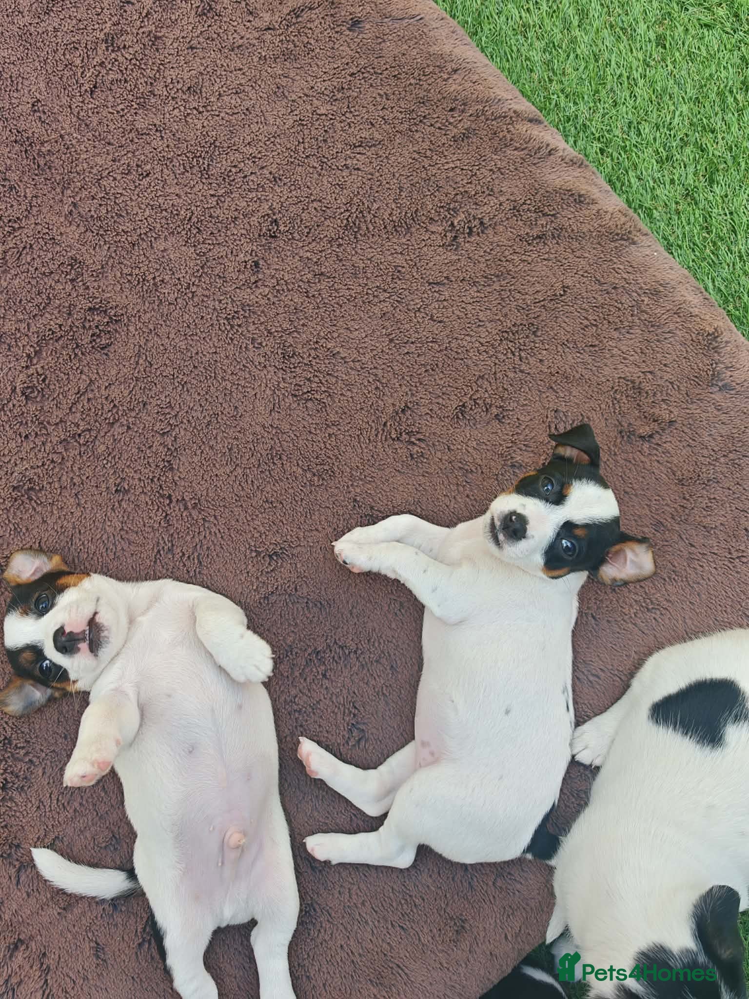 Jack Russell dogs BEAUTIFUL JACK RUSSELL PUPPIES AVAILABLE - Advert 2