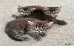 Persian cats for sale: Beautiful 1/2 Persian kittens (2girls 1 boy) - Image 2