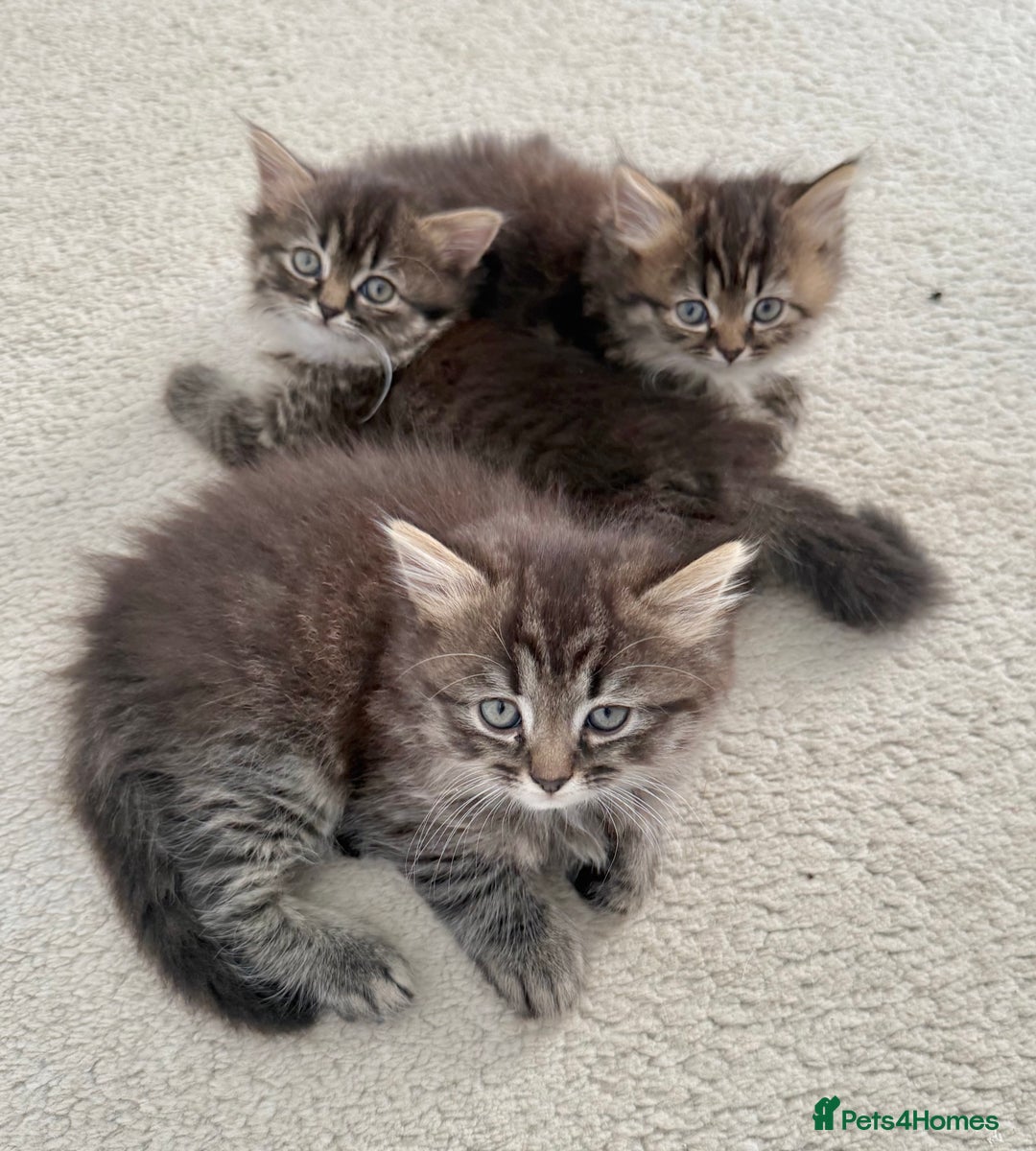 Persian cats for sale: Beautiful 1/2 Persian kittens (2girls 1 boy) - Image 2