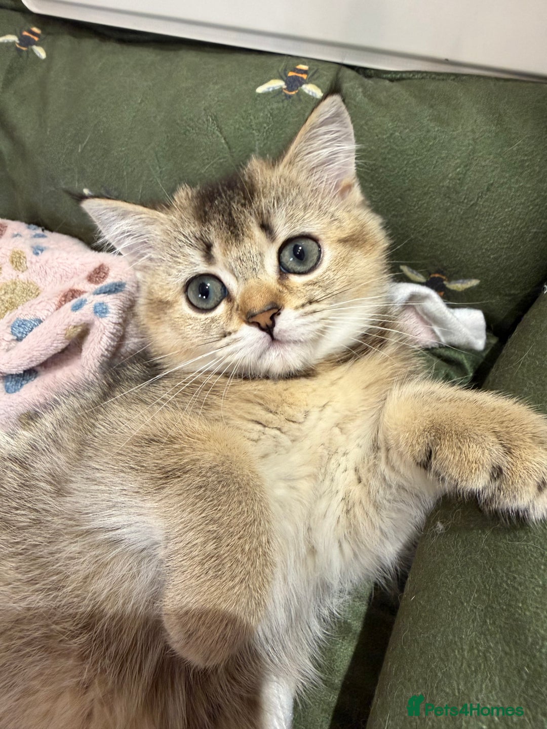 Scottish Fold cats for sale: Purrfect kitten  - Advert 18