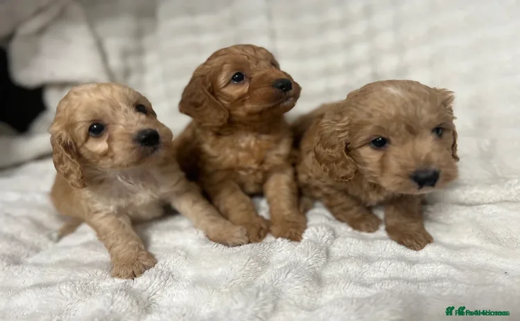 Cockapoo dogs - Advert 11