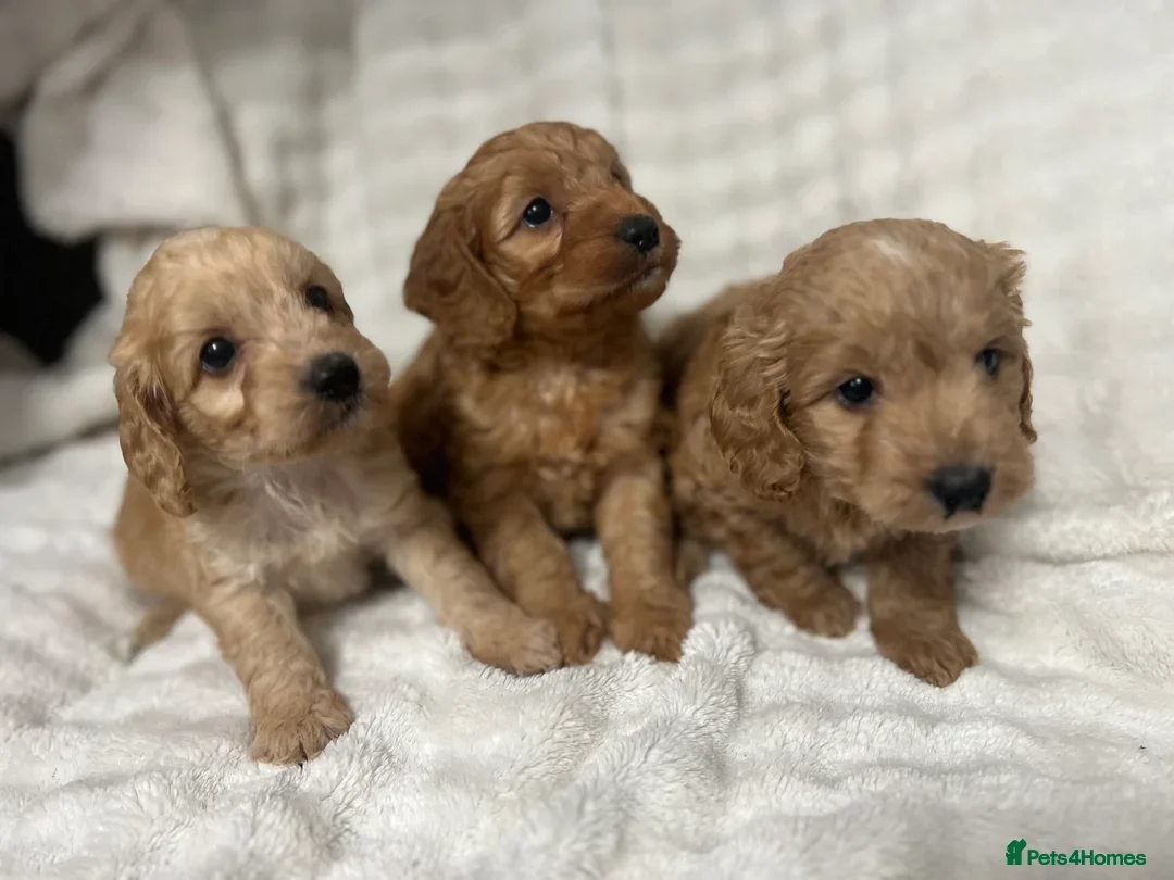 Cockapoo dogs for sale: Toy cockerpoos - Image 1