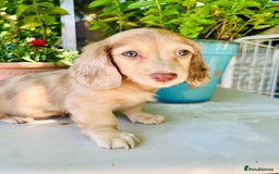 Miniature Dachshund dogs for stud: Dapple Piebald Stud 💫 carrying  cream   in Epsom - Image 36