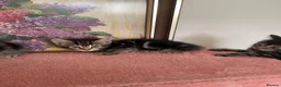 Mixed Breed cats for sale: Beautiful Mixed Breed  - Advert 6