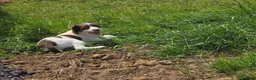 English Springer Spaniel dogs for sale: Springer spaniel pups for sale in Melton Mowbray - Advert 3