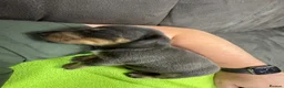Dachshund dogs for sale: Beautiful dachshund puppies  - Advert 3