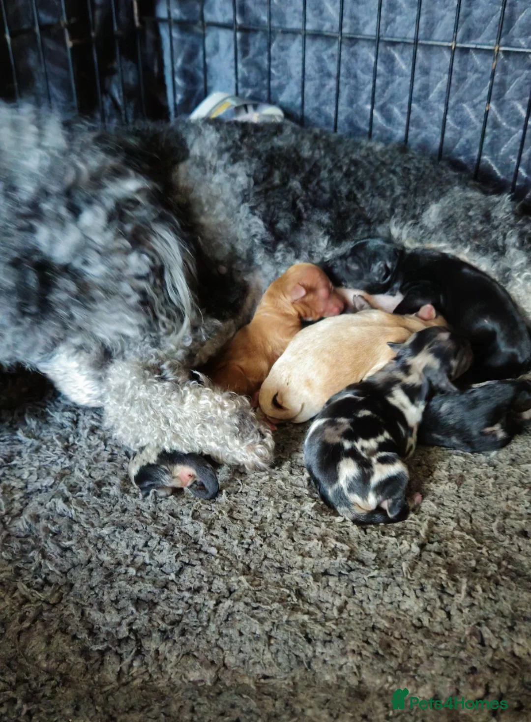 Cockapoo dogs for sale: Rare cockerpoos  - Advert 9