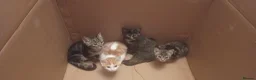 Mixed Breed cats for sale: Kittens  in Ivybridge - Advert 4