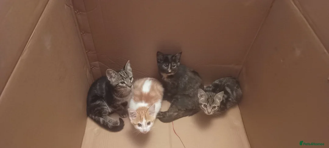 Mixed Breed cats for sale: Kittens  in Ivybridge - Advert 4