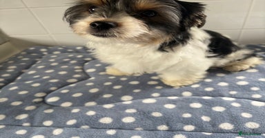 Biewer Terrier dogs - Advert 12