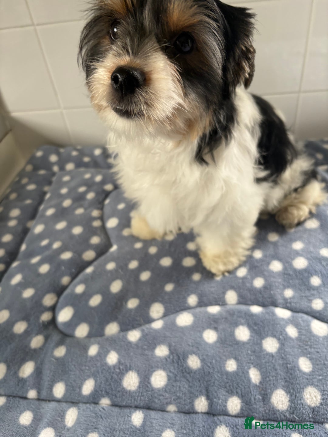 Biewer Terrier dogs for sale: Biewer Terrier female  - Image 2