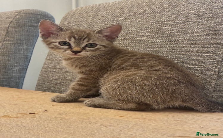 Bengal cats - Advert 1