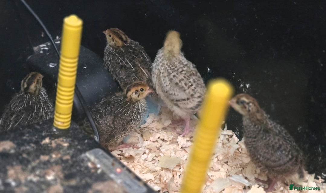 Quail poultry for sale: Quails for sale (courtnix) - Advert 7