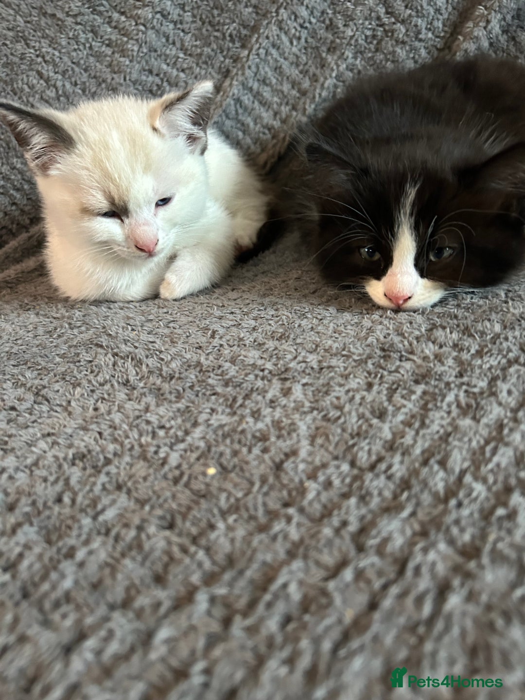 Ragdoll cats for sale: 3x Ragdoll X kittens - Image 9