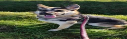 German Shepherd dogs for sale: 2 male puppies left - Advert 2