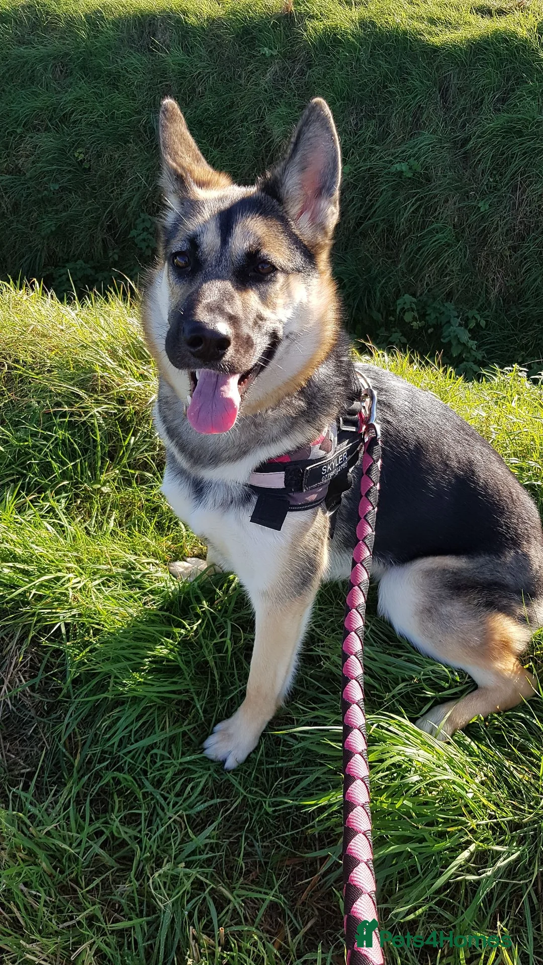 German Shepherd dogs for sale: 2 male puppies left - Advert 2