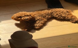 Toy Poodle dogs for sale: Female Toy Poodle  - Image 5