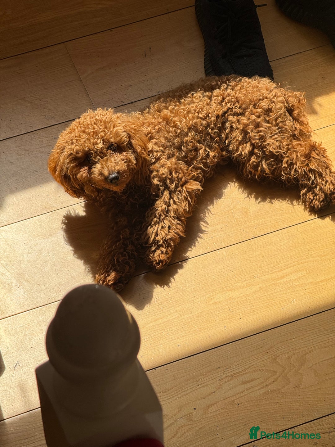 Toy Poodle dogs for sale: Female Toy Poodle  - Image 5