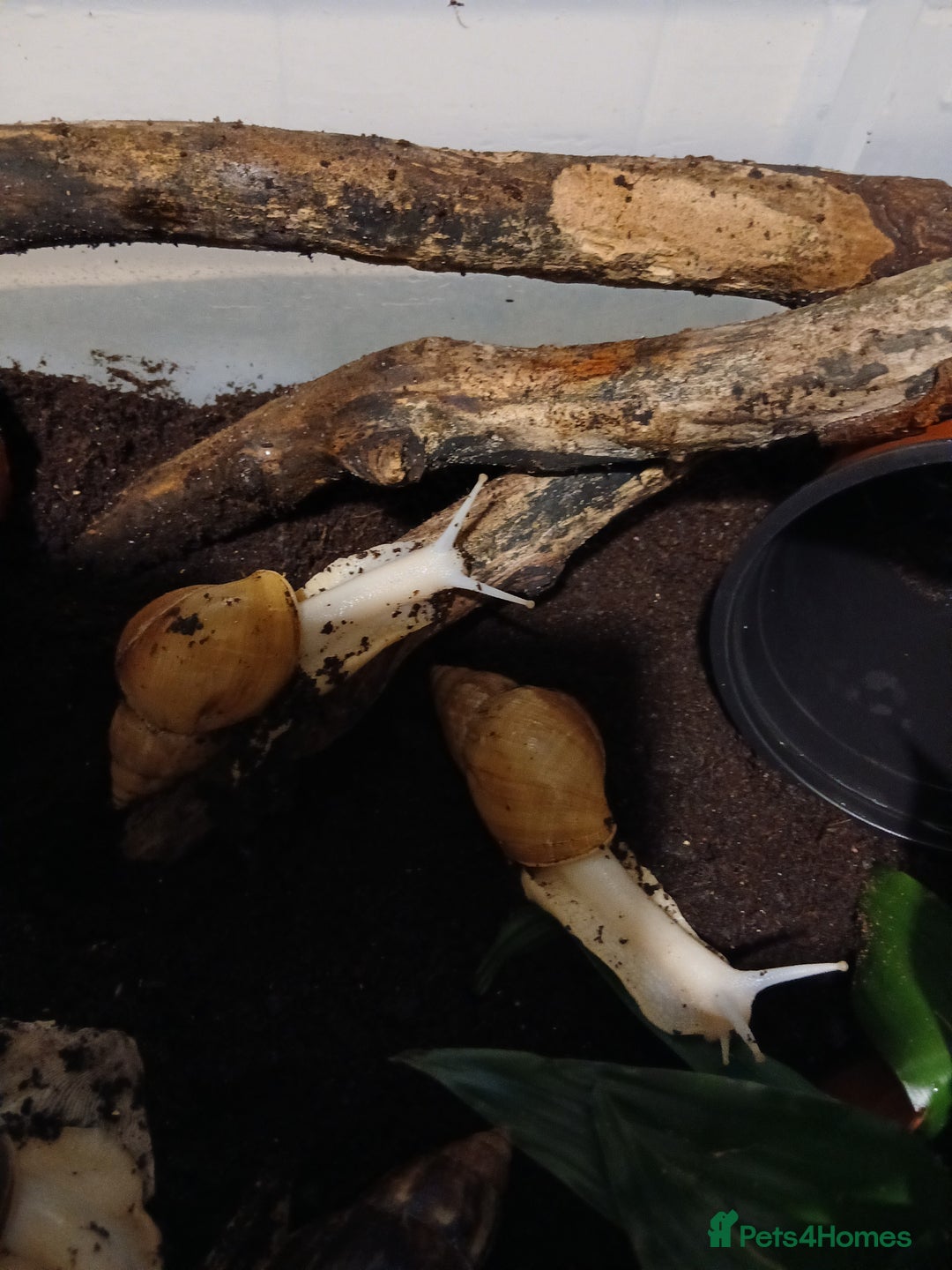 Snails invertebrates for sale: 5 adult African Land Snails and complete set up  - Image 2