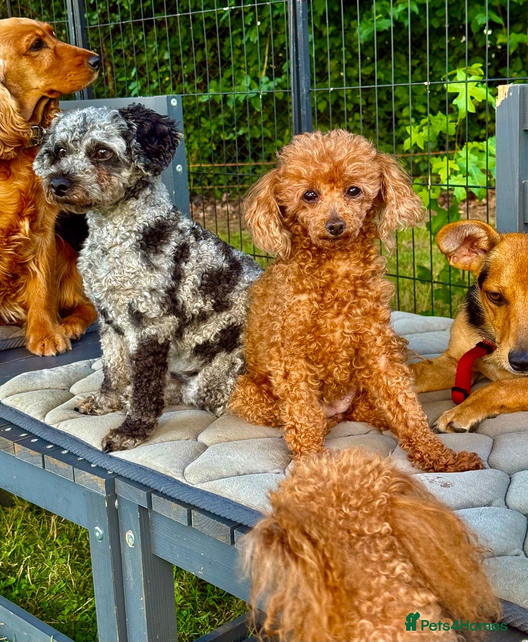 Poodle dogs for adoption: Dusty's Story: Spirit Unbroken - Image 2