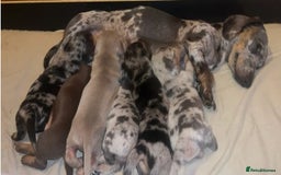 Miniature Dachshund dogs for sale: LOVELY MINIATURE DACHSHUND PUPPIES - Image 2