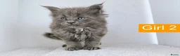 Maine Coon cats for sale: DNA health tested Maine coon kittens  - Advert 15