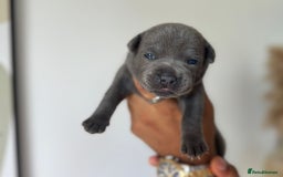 Staffordshire Bull Terrier dogs for sale: 😍😍 BEAUTIFUL & CHUNKY BLUES💙 - Image 13